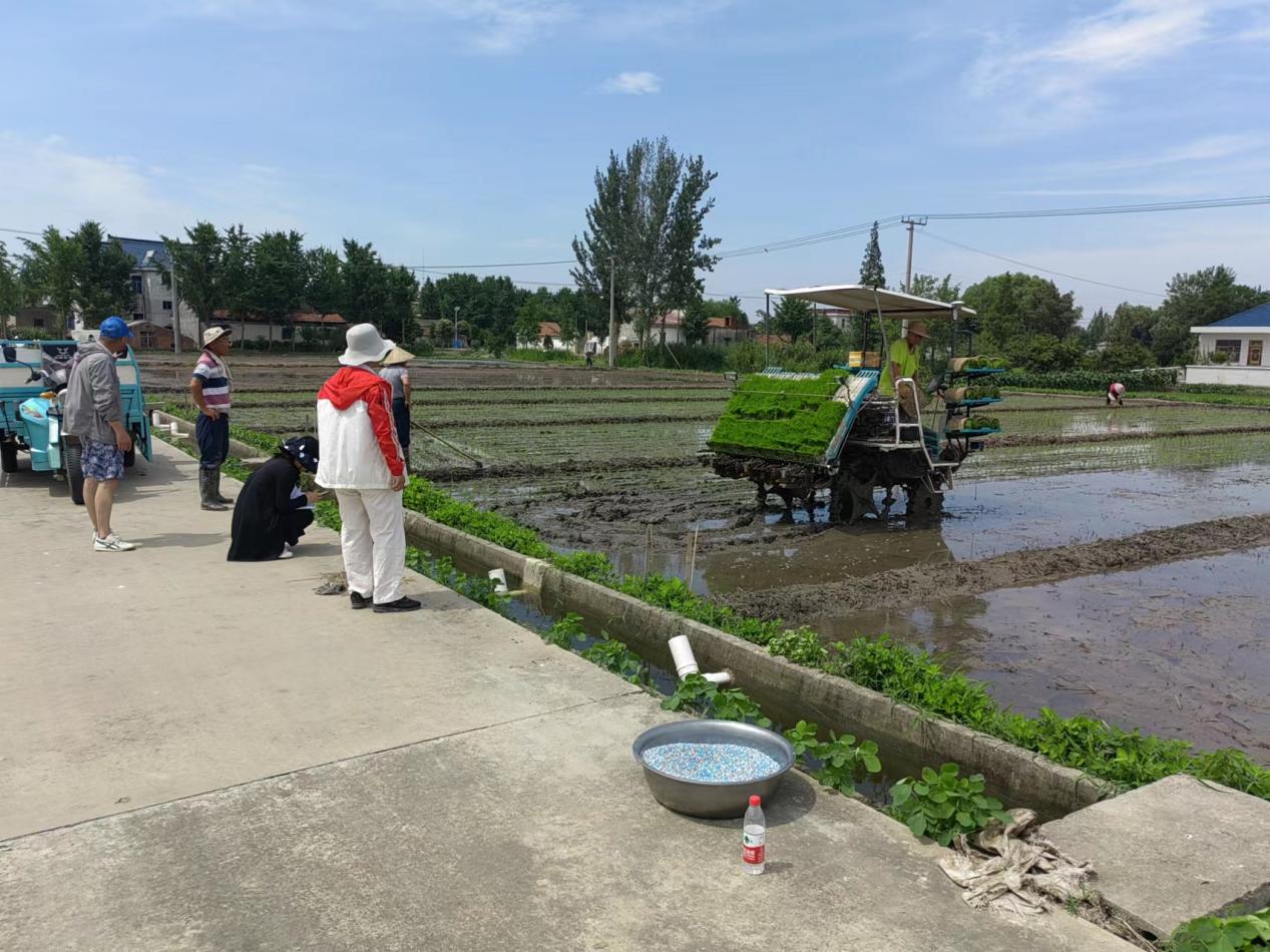 江苏省农业农村厅土壤肥料通州区扎实开展化肥减量增效助推农业绿色发展